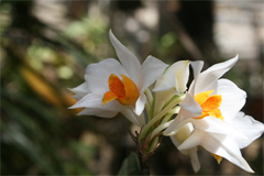 New orchid find, Dendorbium dalakense: 145 plants were discovered in the Greater Mekong in 2010. A beautiful orchid, with thick glossy white and orange flowers, was newly identified after being collected by a local plant hunter and handed to orchid experts at Kew Botanical Gardens in London, England. The forests of the Greater Mekong harbour a rich variety of flowering plants. Orchids are the prime example of this plant diversity: 16 new orchid species from the Greater Mekong were officially described in 2010. Photograph by and © L. Lee Grismer